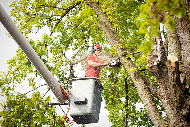 How Our Tree Care Process Works  in  Osprey, FL