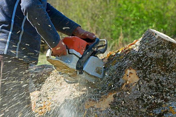 Reliable Osprey, FL  Tree Services Solutions